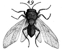 Bonanni