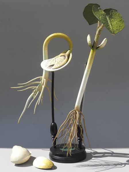 Botanisches Modell Phaseolus