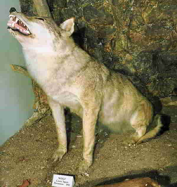 Canis lupus