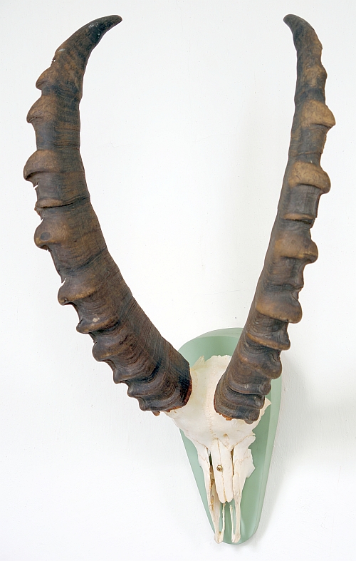 Steinbock-Geh&ouml;rn