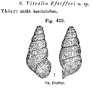 Bythiospeum pfeifferi