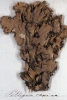 Peltigera