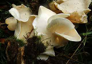 Pleurotus porrigens