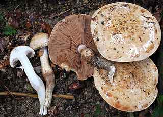 Hebeloma  radicans