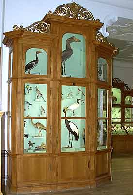 Kasten im Zoologischen Kabinett