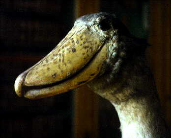 Balaeniceps